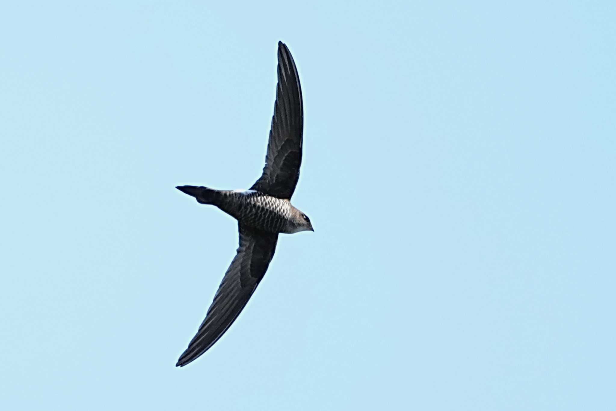 Photo of Pacific Swift at 前日光ハイランドロッジ by 川４