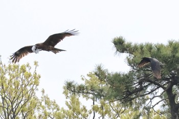 Black Kite 多摩川 Tue, 4/16/2024