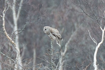 Ural Owl 戦場ヶ原のオス3 Sat, 4/27/2024