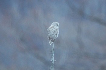 Ural Owl 戦場ヶ原のオス2 Sat, 4/27/2024