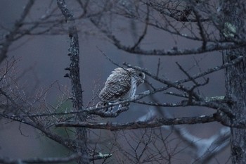 Ural Owl 戦場ヶ原のオス1 Sat, 4/27/2024