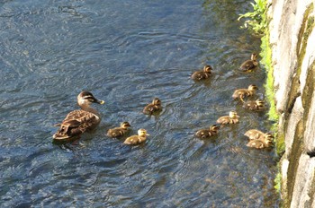 カルガモ 平和の森公園、江古田公園、哲学堂公園、妙正寺川 2024年5月2日(木)