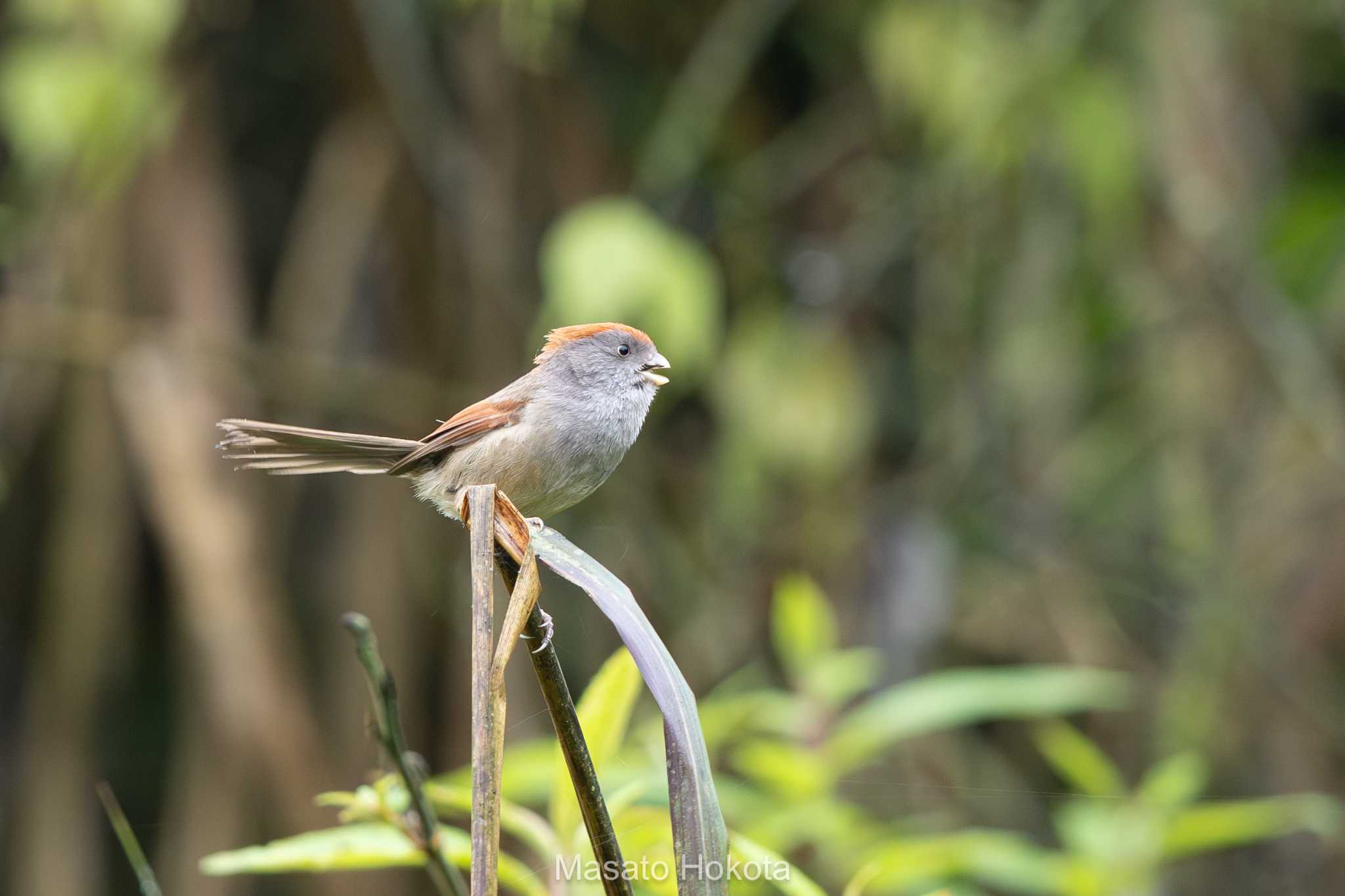 Ashy-throated Parrotbill