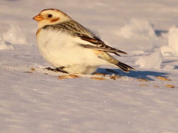 Snow Bunting 鵡川河口 Sun, 1/28/2024