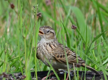 Eurasian Skylark 平城宮跡 Sun, 4/28/2024