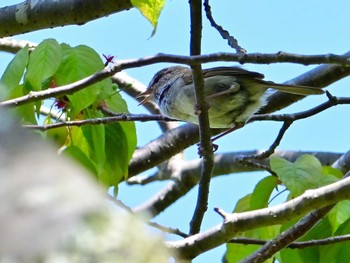 Japanese Bush Warbler 布目ダム Sun, 4/28/2024