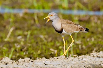 Grey-headed Lapwing Unknown Spots Mon, 4/29/2024