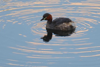 Little Grebe 愛知県 Sun, 4/28/2024