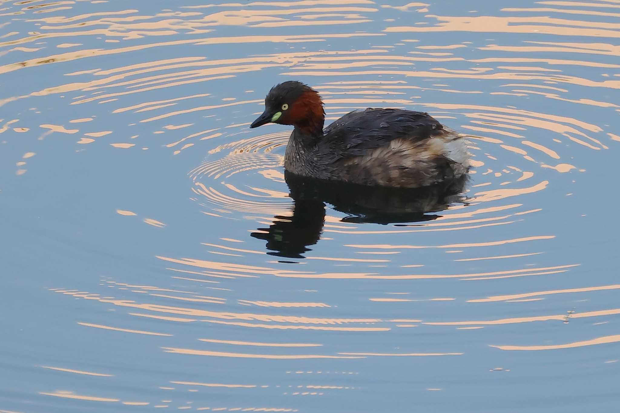 Photo of Little Grebe at 愛知県 by ma-★kun