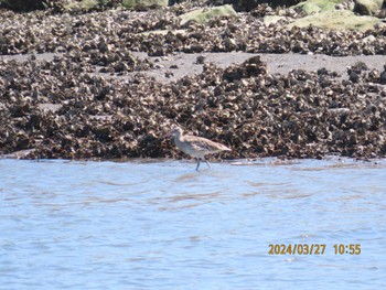 Eurasian Curlew Kasai Rinkai Park Wed, 3/27/2024