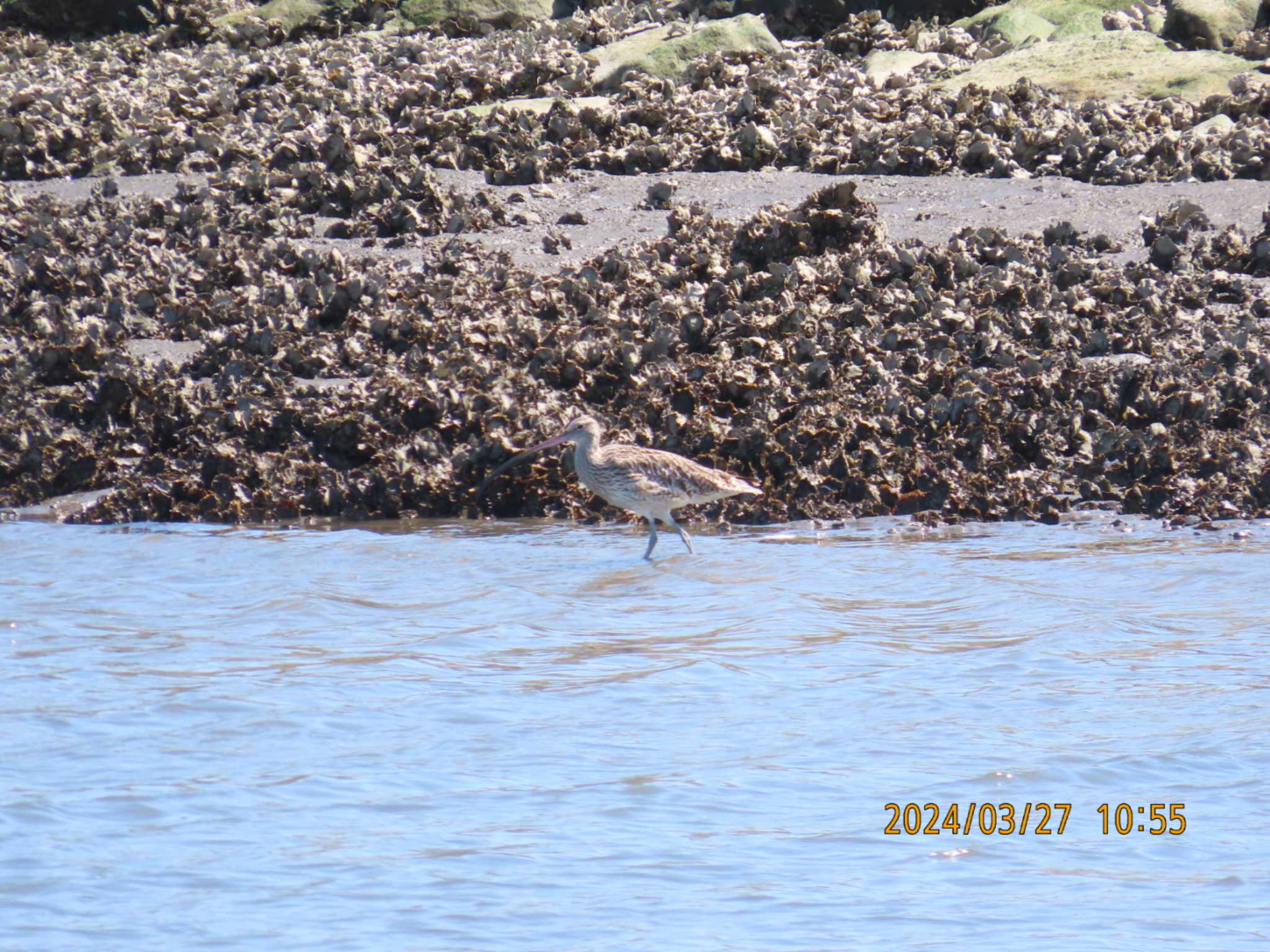 Eurasian Curlew