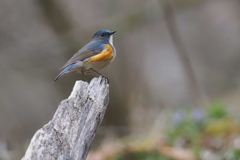 Red-flanked Bluetail 大蔵高丸 Sat, 4/27/2024