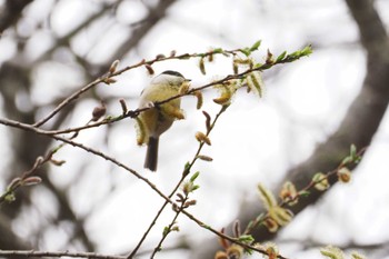 Willow Tit 大蔵高丸 Sat, 4/27/2024