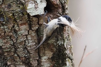 Coal Tit 大蔵高丸 Sat, 4/27/2024