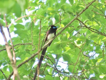 Black Paradise Flycatcher Oizumi Ryokuchi Park Thu, 5/2/2024