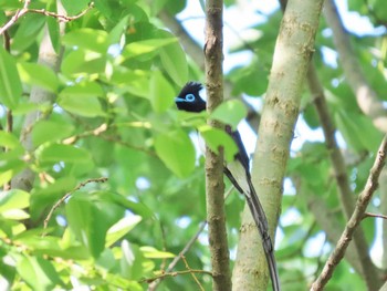 Black Paradise Flycatcher Oizumi Ryokuchi Park Thu, 5/2/2024