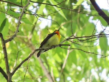 Narcissus Flycatcher Oizumi Ryokuchi Park Thu, 5/2/2024