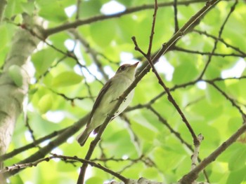 Asian Brown Flycatcher Oizumi Ryokuchi Park Thu, 5/2/2024