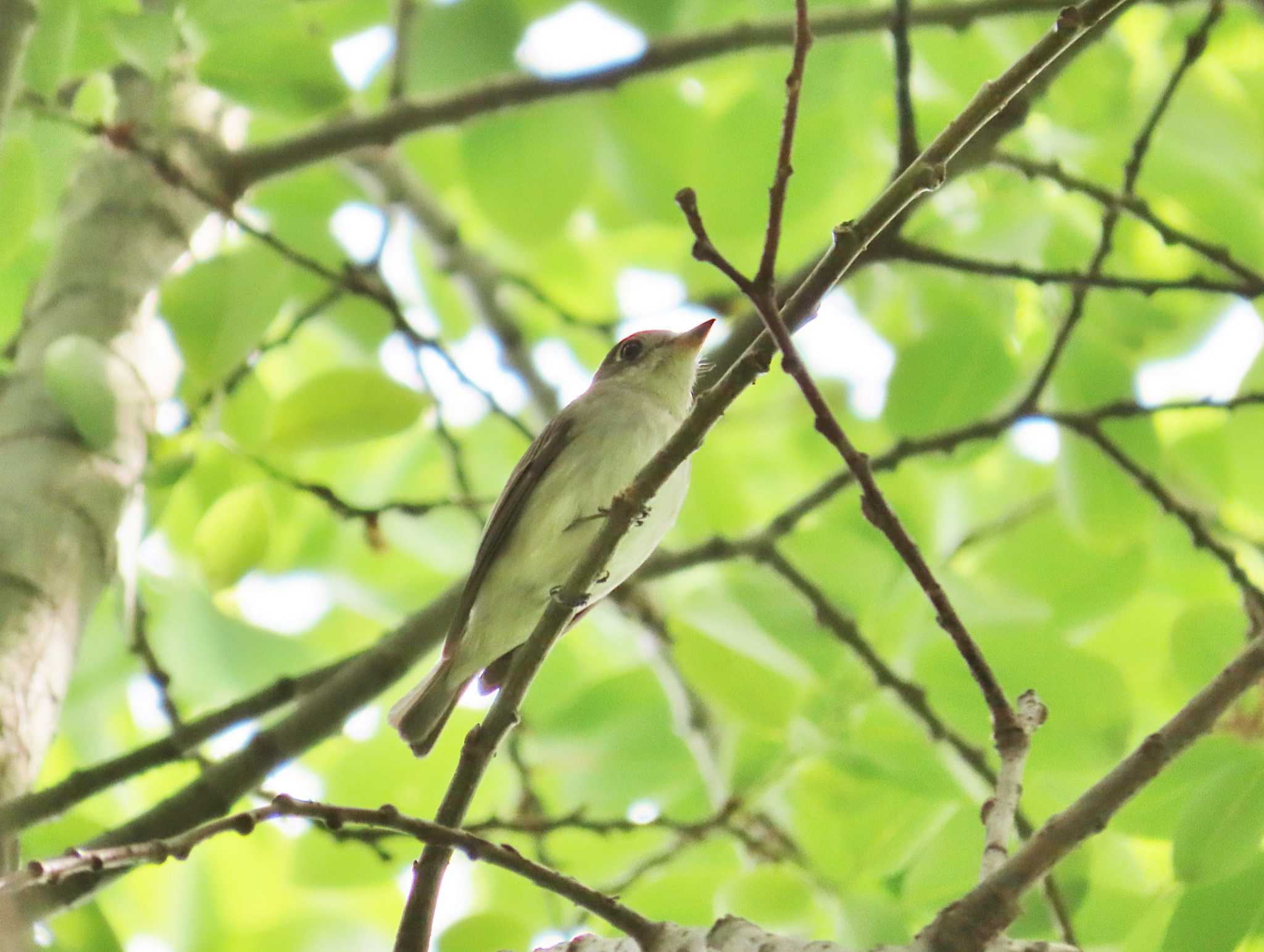 Photo of Asian Brown Flycatcher at Oizumi Ryokuchi Park by Toshihiro Yamaguchi