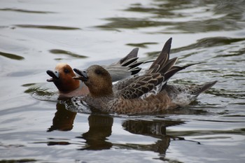 Eurasian Wigeon 見沼自然公園 Thu, 4/11/2024