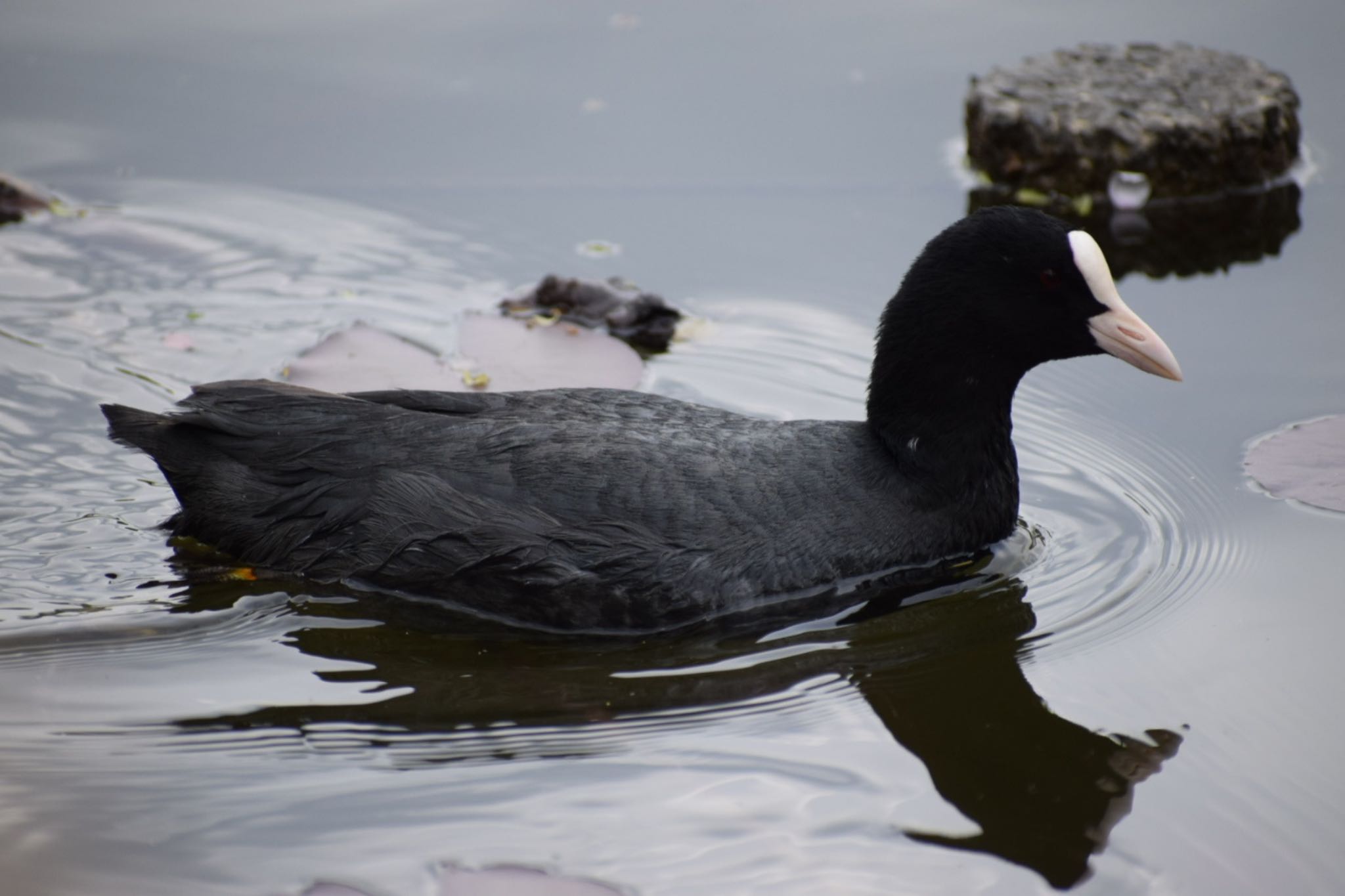 Photo of Eurasian Coot at 見沼自然公園 by いっちー🦜🦅🦆鳥好き