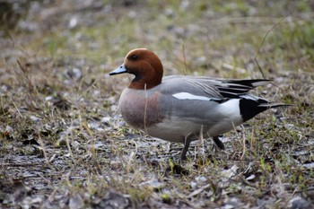 Eurasian Wigeon 見沼自然公園 Thu, 4/11/2024