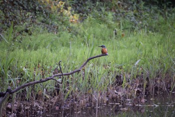 Common Kingfisher Kasai Rinkai Park Sun, 4/14/2024