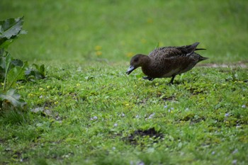 Eurasian Wigeon 見沼自然公園 Thu, 4/11/2024