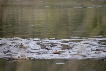 シマアジ 見沼自然公園 2024年4月11日(木)