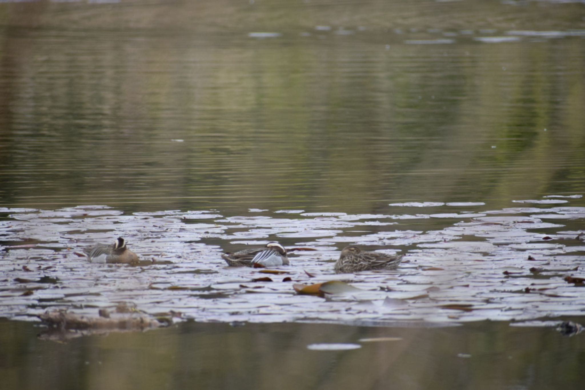 Photo of Garganey at 見沼自然公園 by いっちー🦜🦅🦆鳥好き