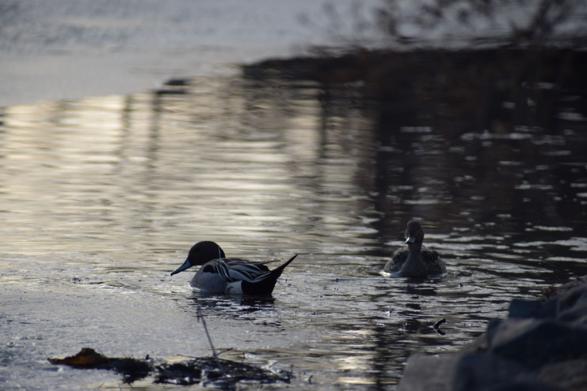 Photo of Northern Pintail at 常盤公園 by いっちー🦜🦅🦆鳥好き