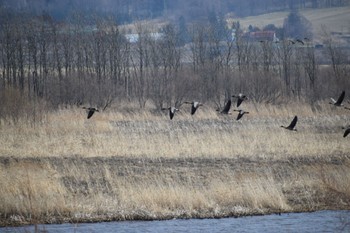 2024年4月7日(日) 舞鶴遊水地の野鳥観察記録