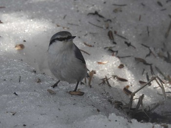 Eurasian Nuthatch(asiatica) 札幌モエレ沼公園 Wed, 2/14/2024