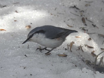 Eurasian Nuthatch(asiatica) 札幌モエレ沼公園 Wed, 2/14/2024