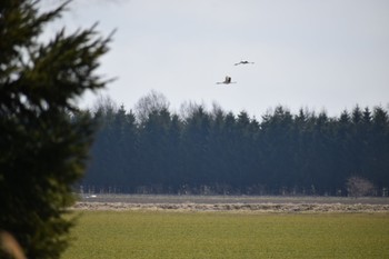 2024年4月7日(日) 長都沼(千歳市)の野鳥観察記録