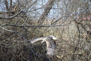 White-tailed Eagle 長都沼(千歳市) Sun, 4/7/2024