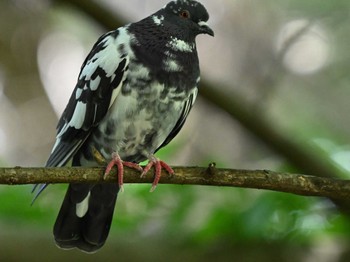 Rock Dove 江津湖 Thu, 5/2/2024