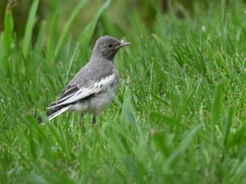 Japanese Wagtail 江津湖 Thu, 5/2/2024