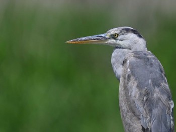 Grey Heron 江津湖 Thu, 5/2/2024