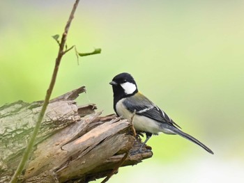 Japanese Tit 江津湖 Thu, 5/2/2024