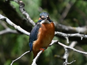 Common Kingfisher 江津湖 Thu, 5/2/2024