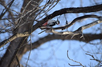 Great Spotted Woodpecker 神楽岡公園 Sat, 4/6/2024