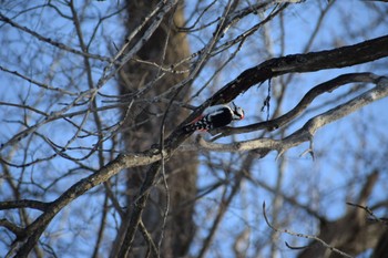 Great Spotted Woodpecker 神楽岡公園 Sat, 4/6/2024