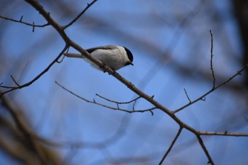 Marsh Tit 神楽岡公園 Sat, 4/6/2024