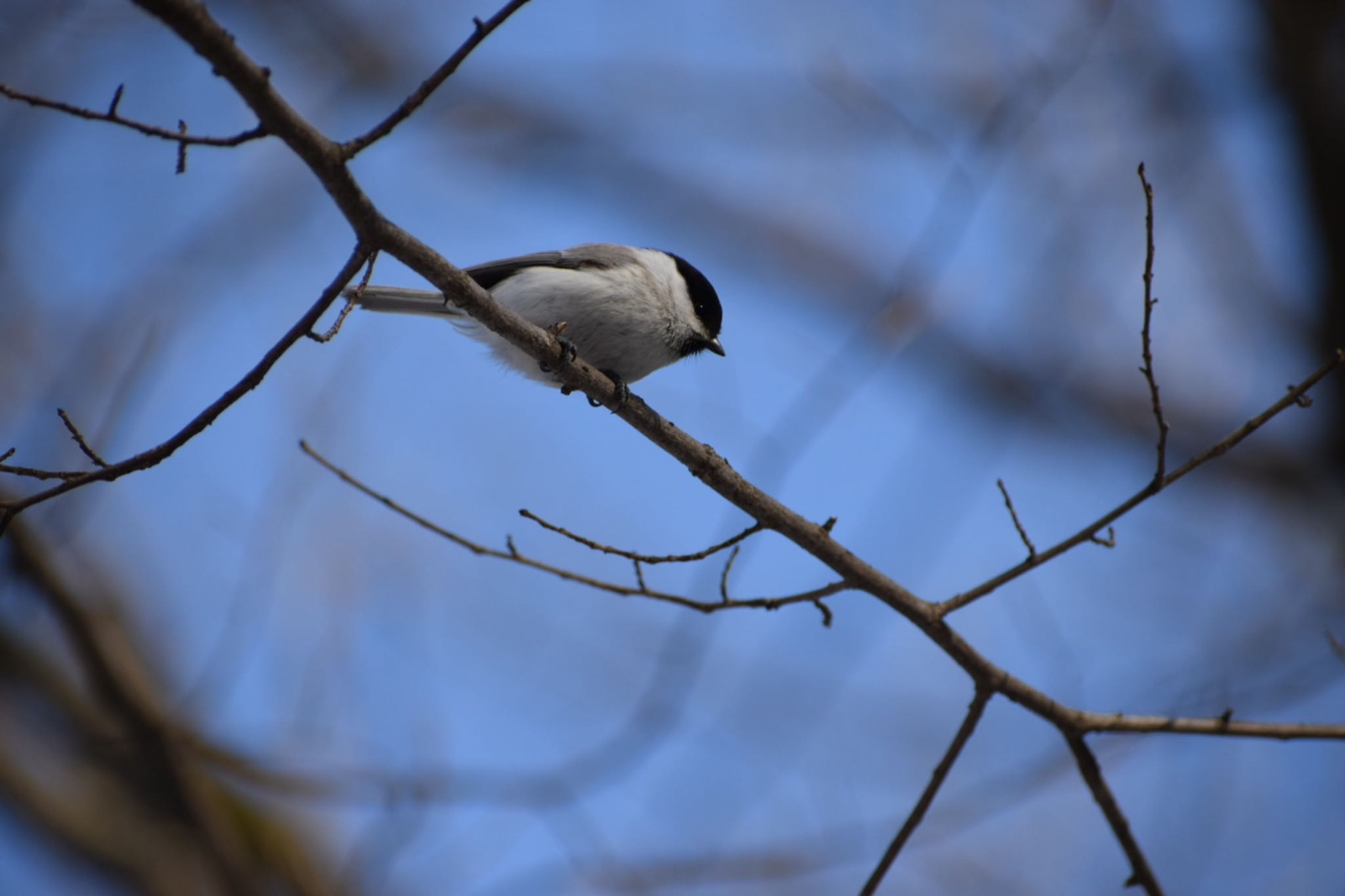 Photo of Marsh Tit at 神楽岡公園 by いっちー🦜🦅🦆鳥好き