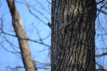 Eurasian Treecreeper(daurica) 神楽岡公園 Sat, 4/6/2024