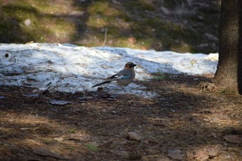 Eurasian Jay(brandtii) 神楽岡公園 Sat, 4/6/2024