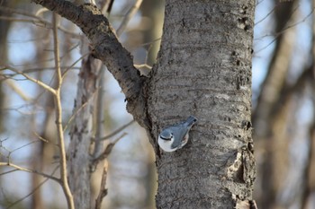 Eurasian Nuthatch 神楽岡公園 Sat, 4/6/2024