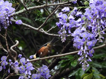 Varied Tit 厳島 Mon, 4/22/2024