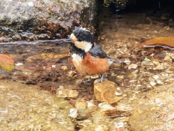 Varied Tit 厳島 Mon, 4/22/2024